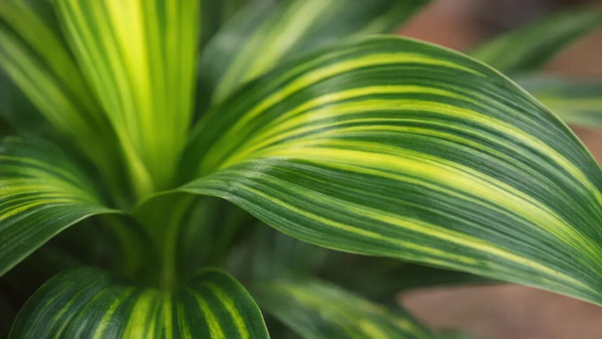 Close macro de folhas de dracena com textura e detalhes