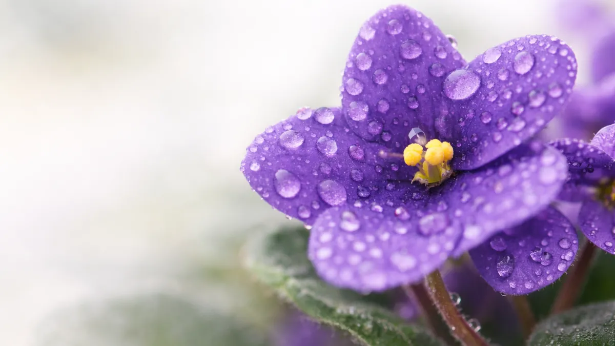 Violeta-africana roxa com gotas de água nas pétalas