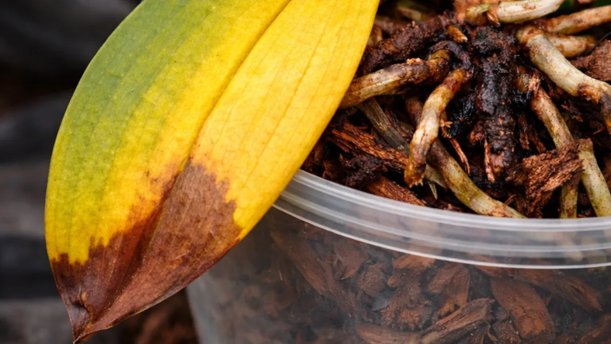 Orquídea Phalaenopsis em vaso transparente com folha amarela e raízes afetadas por excesso de umidade