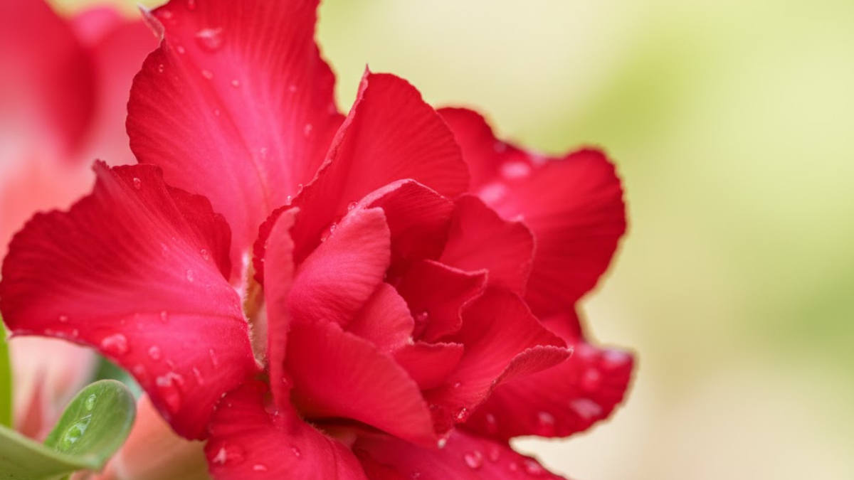 Close-up detalhado de uma flor de rosa do deserto com gotas de orvalho e fundo desfocado.