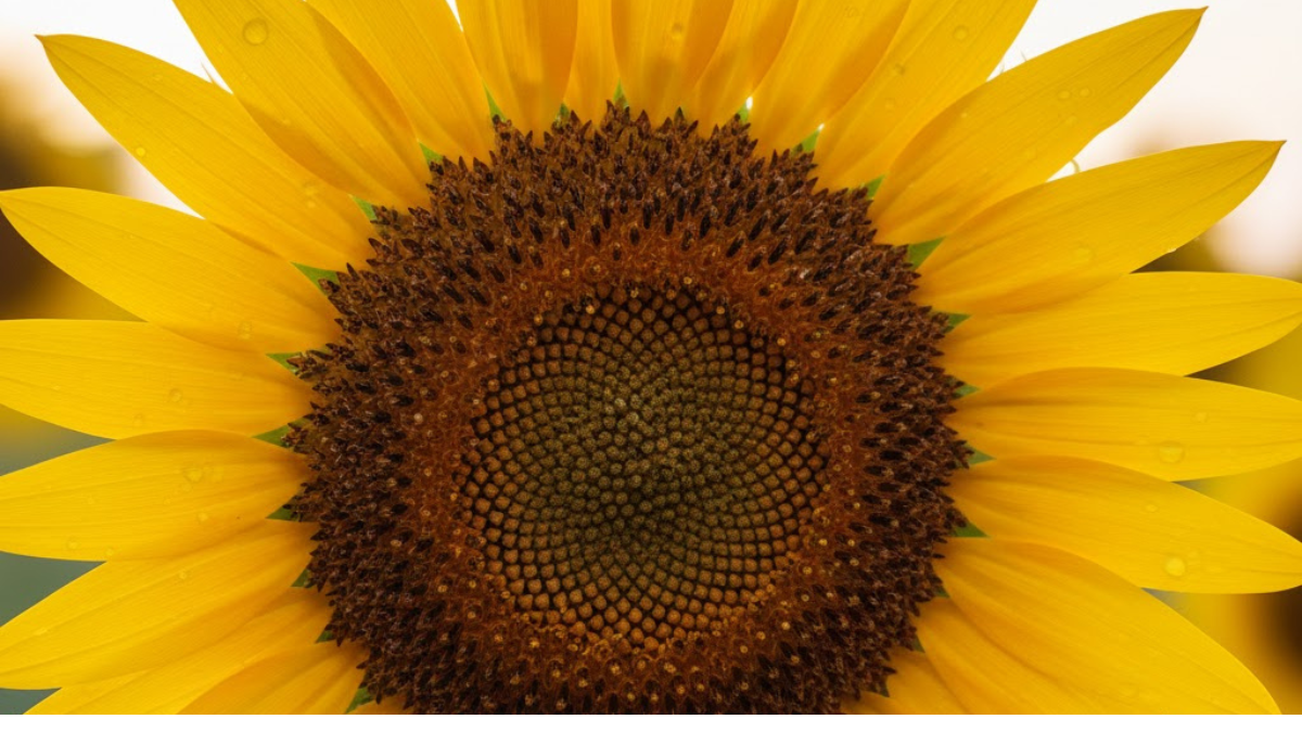 Detalhe macro de uma flor de girassol verde com gotas de água e fundo amarelo desfocado.