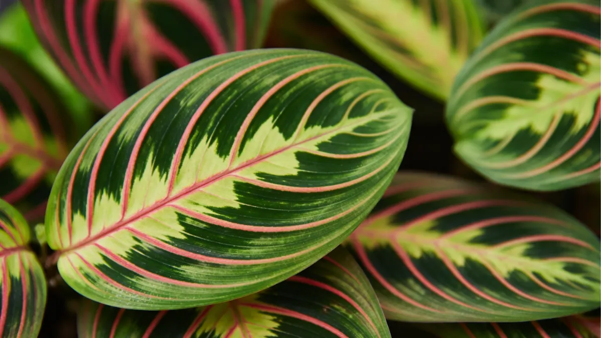 Close macro de folhas de maranta mostrando padrões e cores intensas