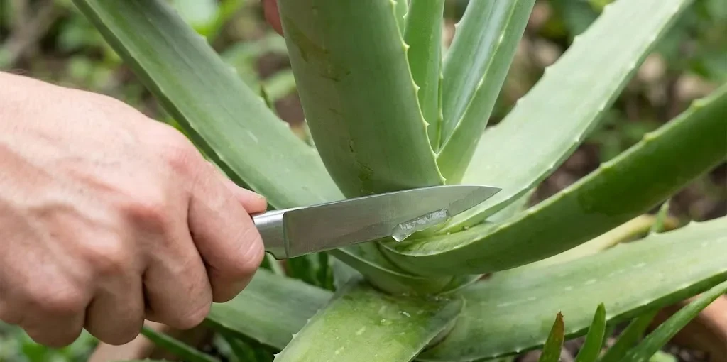 Uma mão segurando um canivete cortando uma folha madura de Babosa na base, com o gel visível.
