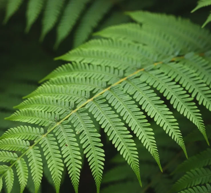 Close-up das folhas finas e recortadas de uma samambaia, revelando a textura e o padrão ornamental