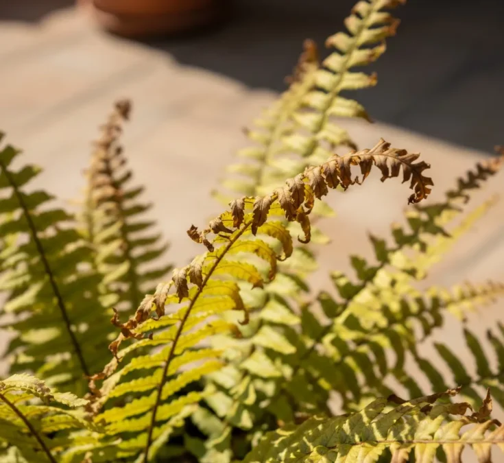 Imagem de uma samambaia com folhas amareladas e pontas secas, evidenciando os danos causados pela exposição prolongada ao sol direto.