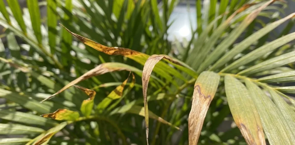 Um close-up detalhado mostrando as pontas das folhas de uma Palmeira-Areca secas, marrons e queimadas, devido à exposição direta ao sol forte.