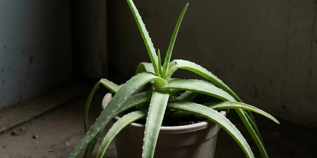 Close-up de uma planta de Babosa (Aloe vera) fraca e esticada devido à falta de luz. Suas folhas são finas, pálidas e curvadas para baixo.