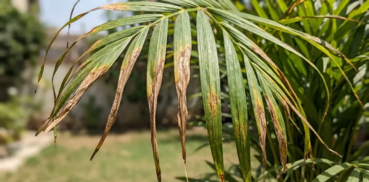 Close-up das pontas das folhas de uma palmeira Areca queimadas e amareladas devido ao excesso de exposição ao sol forte.