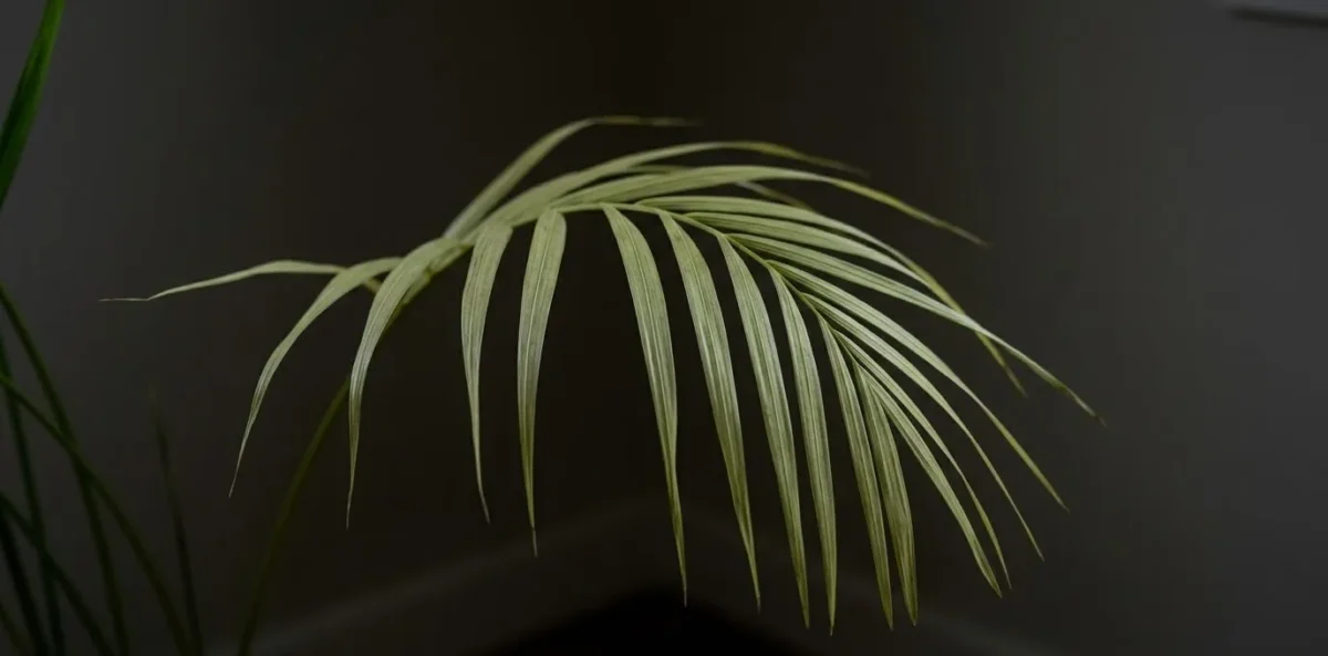 Close-up fotográfico realista focado em duas folhas de Palmeira-Areca: uma folha saudável verde-escura e uma folha alongada, pálida e fina, crescendo em um ambiente de sombra profunda.