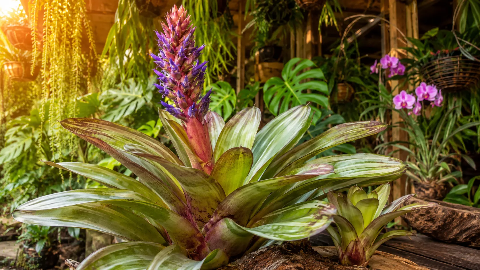 A planta que floresce uma vez em jardim tropical interno com folhas exuberantes e flor rara em destaque